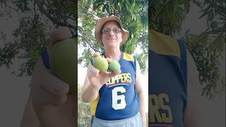mango picking #philippines