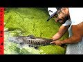 FISH Rescue HUGE MISTAKE! *Tiger Catfish Juvenile*