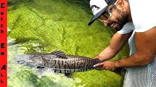 FISH Rescue HUGE MISTAKE! *Tiger Catfish Juvenile*