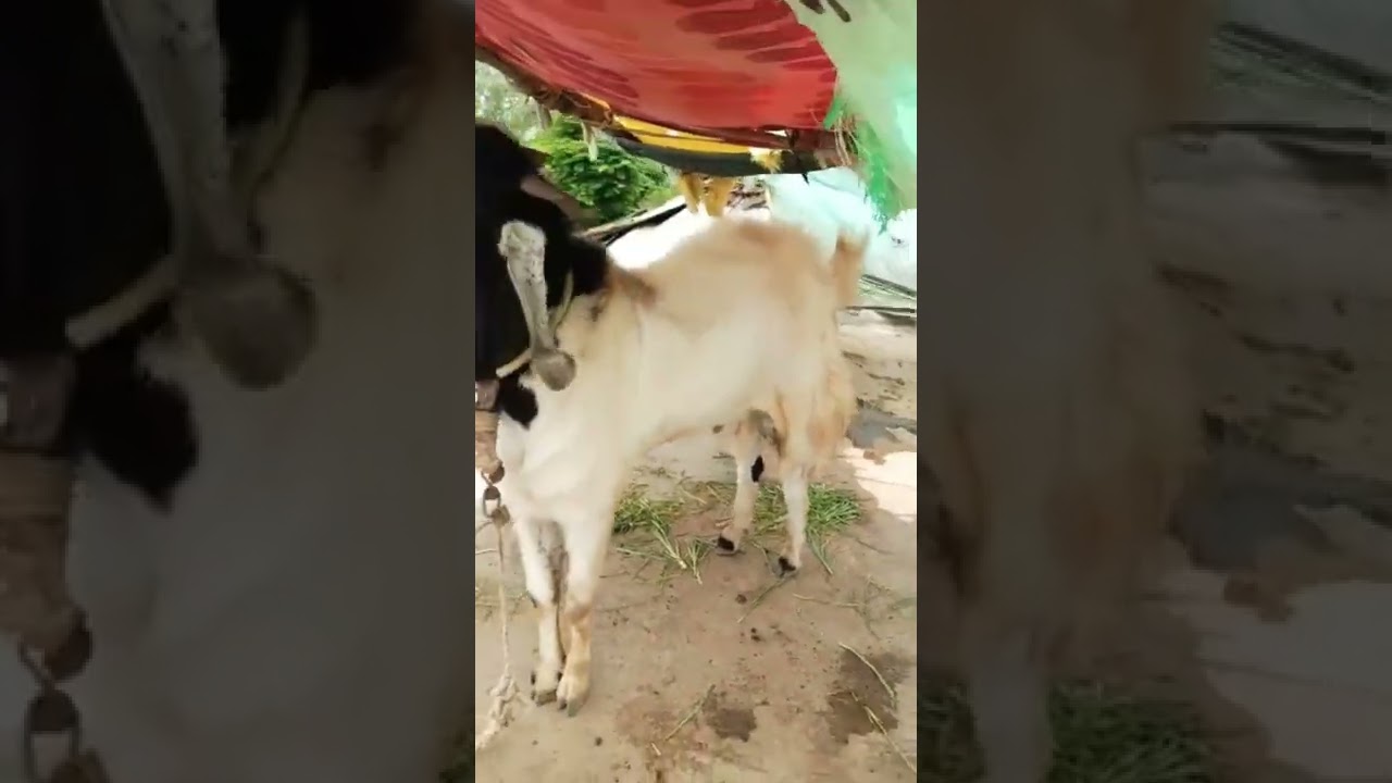 Bakra Eid 2022😍 