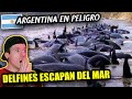 MILES de DELFINES ESCAPAN del MAR en ARGENTINA ¿QUE ESTA POR PASAR?