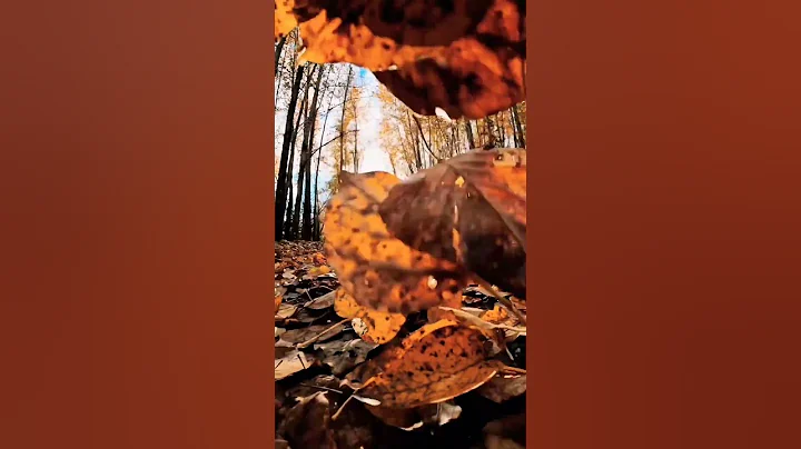 Leaf video background | Falling leaves video free download | Leaf shadow video
