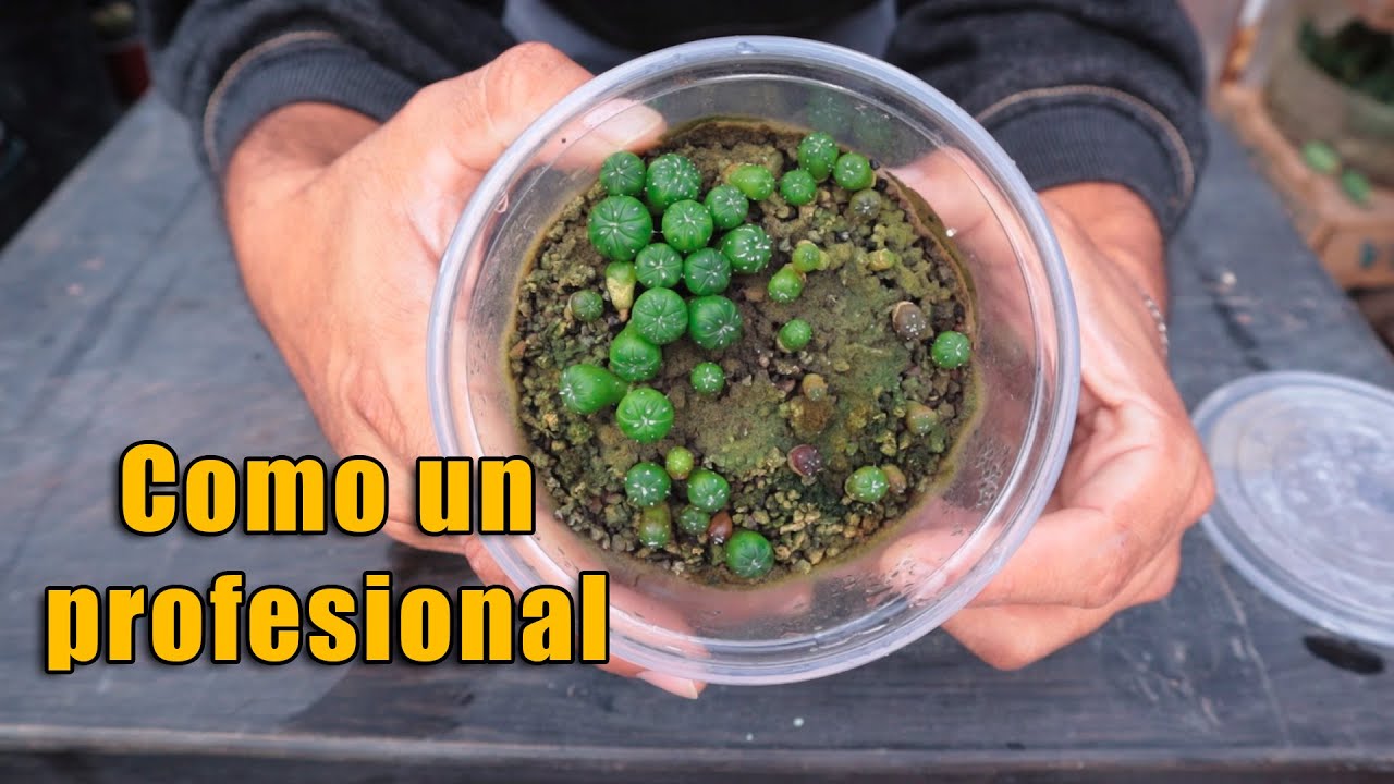 Cuándo y cómo destapar los semilleros de cactus, astrophytum