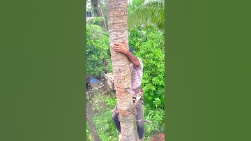 Indian coconut tree cutting🌴🌴🌴 #trending #cutting #video #tree #trendingcutting #@trinayansarania46