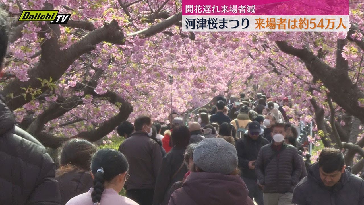 河津桜まつり」入場者数、2024年に比べ約8万人減の約54万人に（静岡