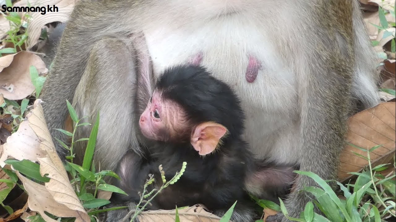 New baby monkey look very strong just born yesterday, Samnnang kh D32