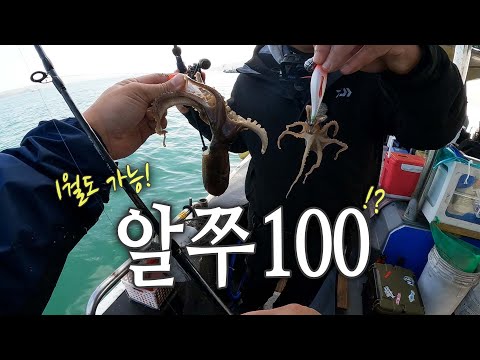 한겨울 알쭈는 계속된다! 쭈꾸미는 지금 잡아야 제맛