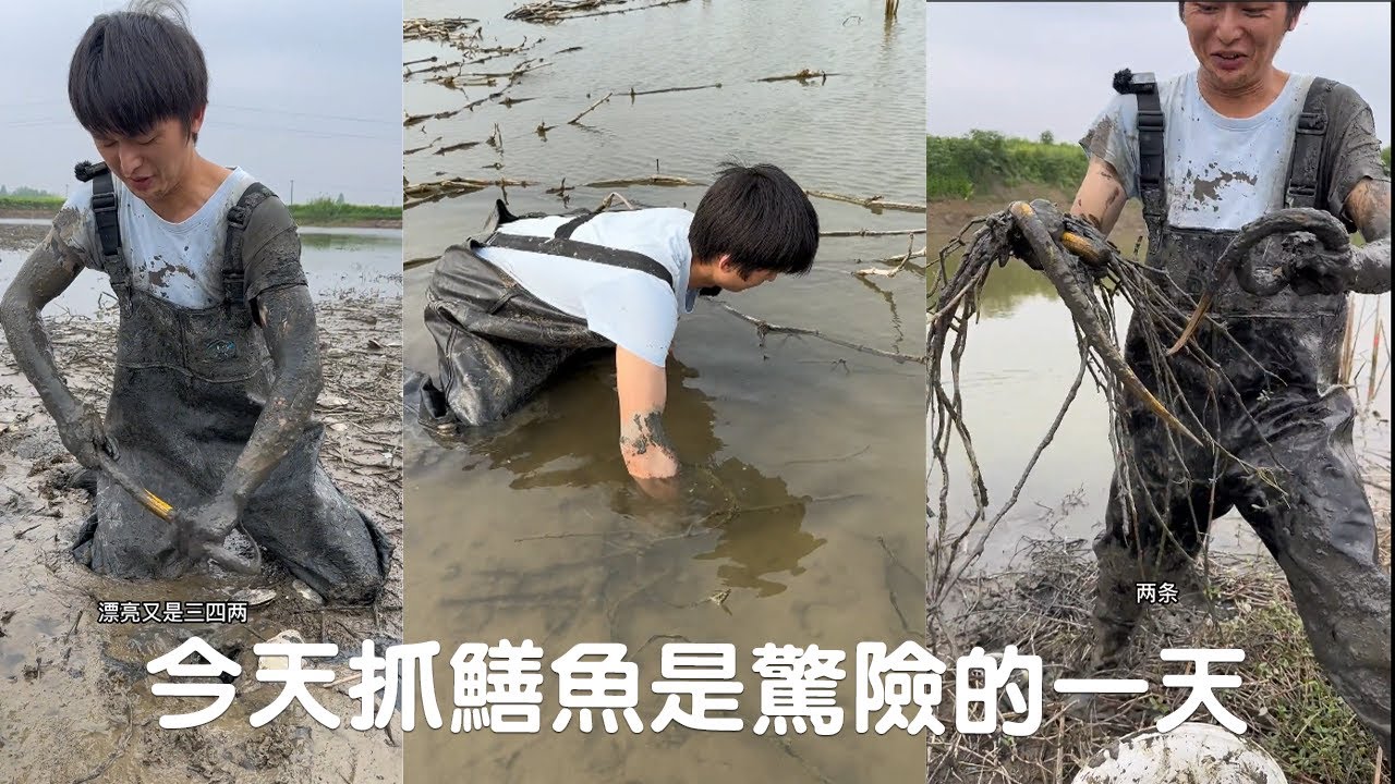 今天包塘抓鱔魚也是驚險的一天，老板改變主意我又多掏了500塊