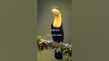 راحه نفسيه 🖤🎧#short #سورة_لقمان #ياسر_الدوسري #quran #foryou #قرآن #قران_كريم #viral #funny #fypシ