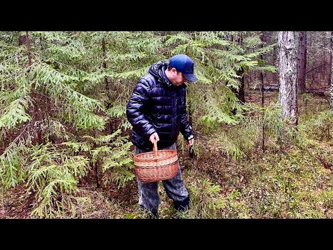 ГРИБЫ в ОКТЯБРЕ. Грибник промок под Дождём! Грибной закон. Осенние грибы 2023