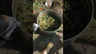 Crush The Gs Wine Instead Of Blender