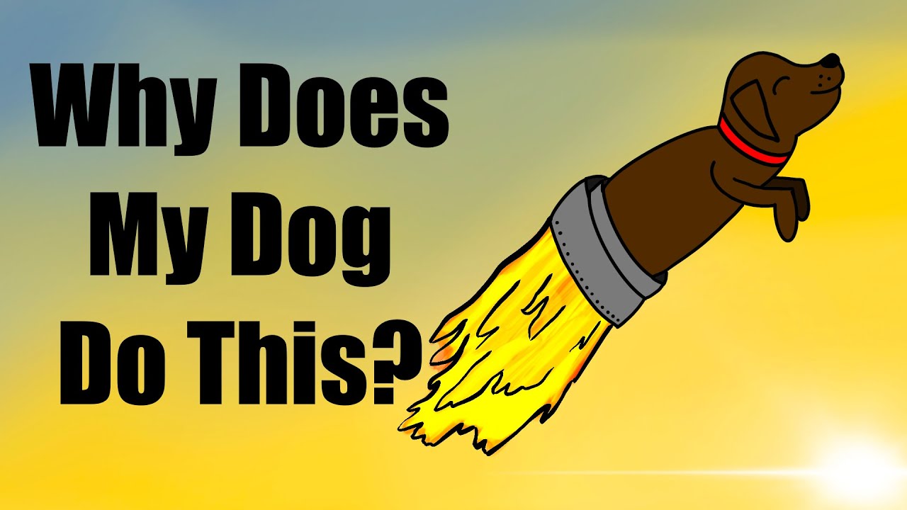 Why Does My Dog Do This? YouTube