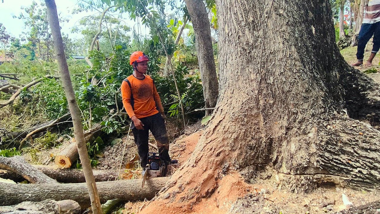 Half a century old cut down a trembesi tree near a sugar cane ...