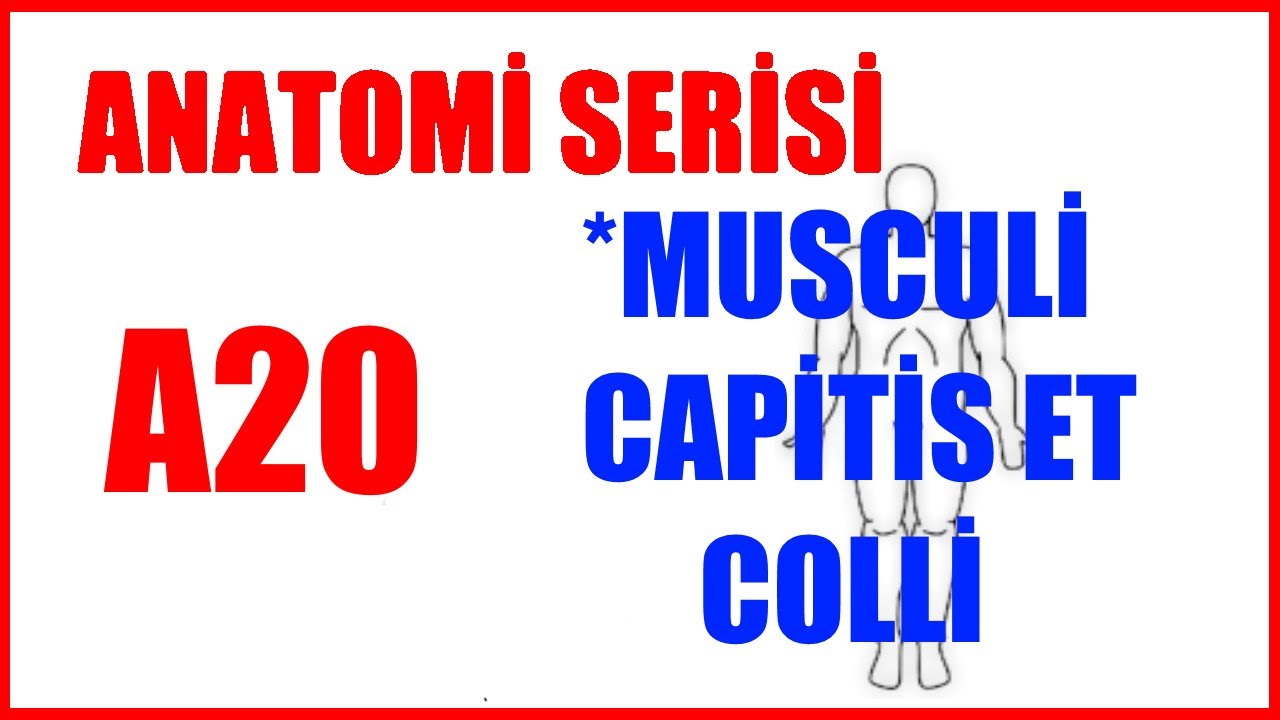 Baş ve Boyun Kasları A20 | +Mimik kaslar (Anatomi Serisi)