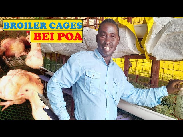 UFUGAJI WA KUKU WA NYAMA BROILERS KWA ECONOMY CHICKEN CAGE (LOCAL CAGES) class=