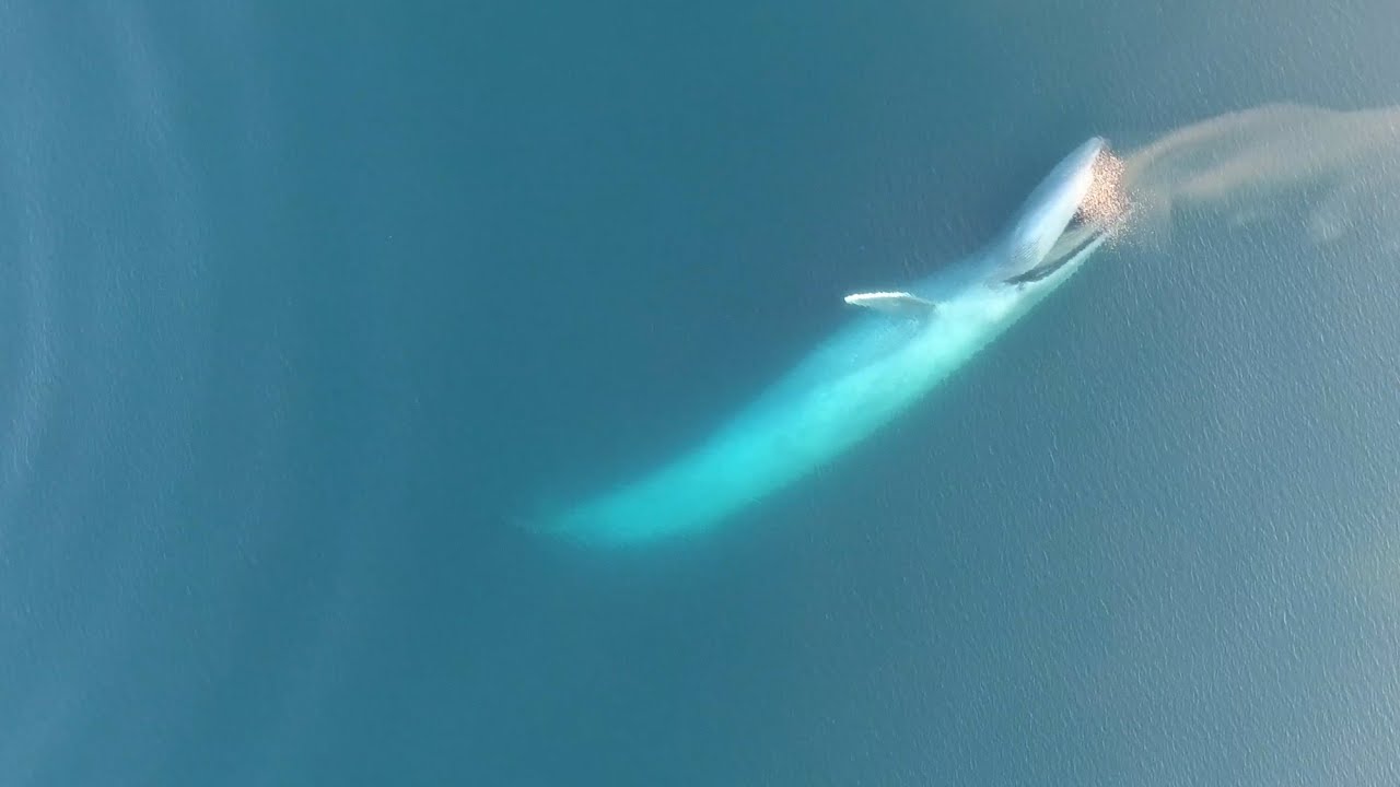 Amazing Drone Footage Captures Blue Whales Surface Feeding - YouTube