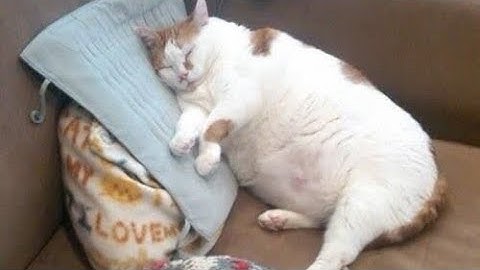 Cutest 🤣 FAT CATS 😻 Compilation