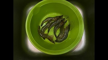 Thử cho cá rồng ăn tôm 🍤 và cái kết không tưởng 🫣