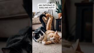 How to introduce two cats? Proper socialization in 4 steps. #cat #cat #dog #care
