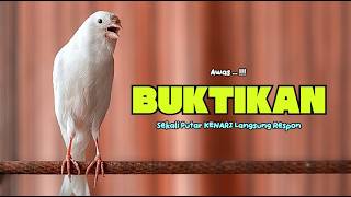 Suara PANCINGAN KENARI PAUD Belajar Bunyi Ngeriwik Kenari GACOR Panjang || Masteran Kenari Paud #788