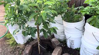 Sembré un árbol de manzana así amaneció,si puedes siembra un árbol