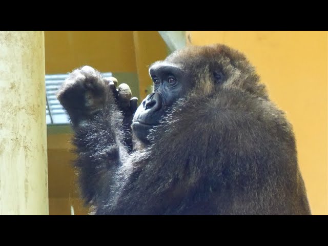 Genki's father Mac Kyoto City Zoo Gorilla 202202 - YouTube