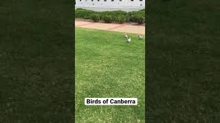 Birds of Canberra. ACT, Australia