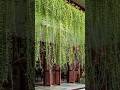 Curtain creeper plants loading... for order what's app 8688197166 #creeper #plantslover #plants#yt