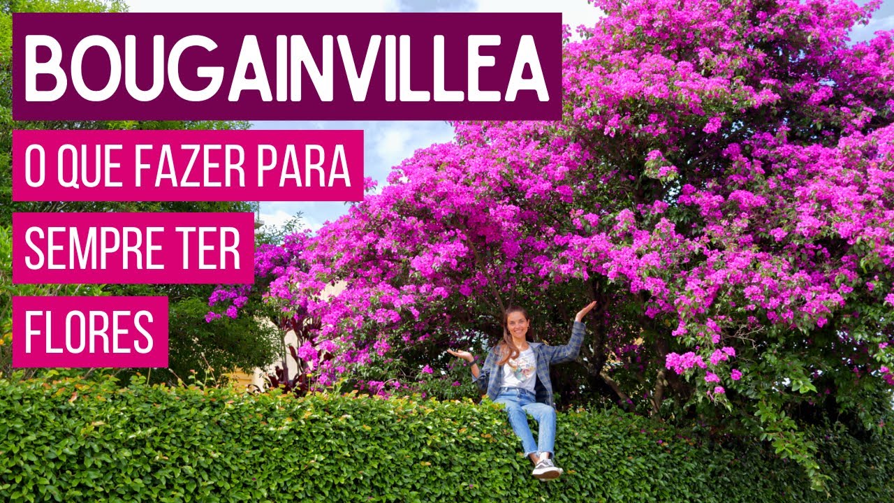 COMO ter BOUGAINVILLEAS sempre FLORIDAS 🌸