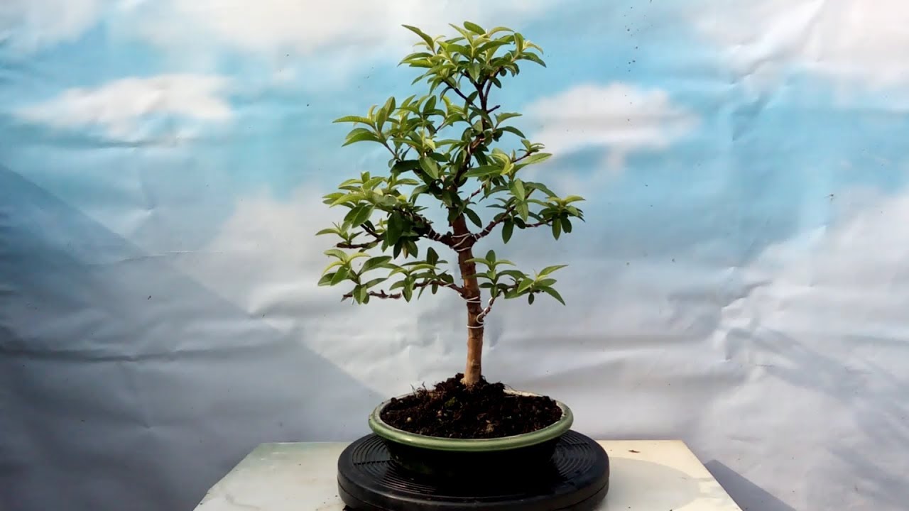 Membuat Bonsai Jambu Kerikil  Dan Perkembangan 1 Bulan 