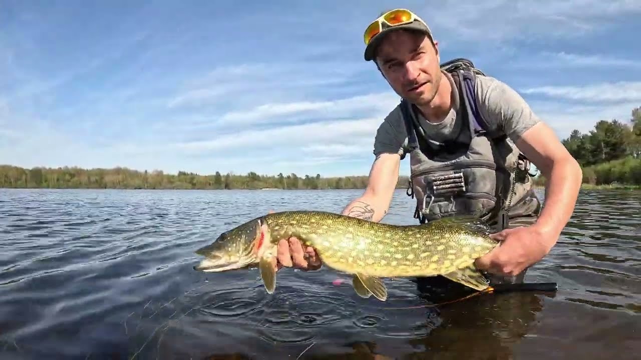 BROCHET à la mouche, premier contact