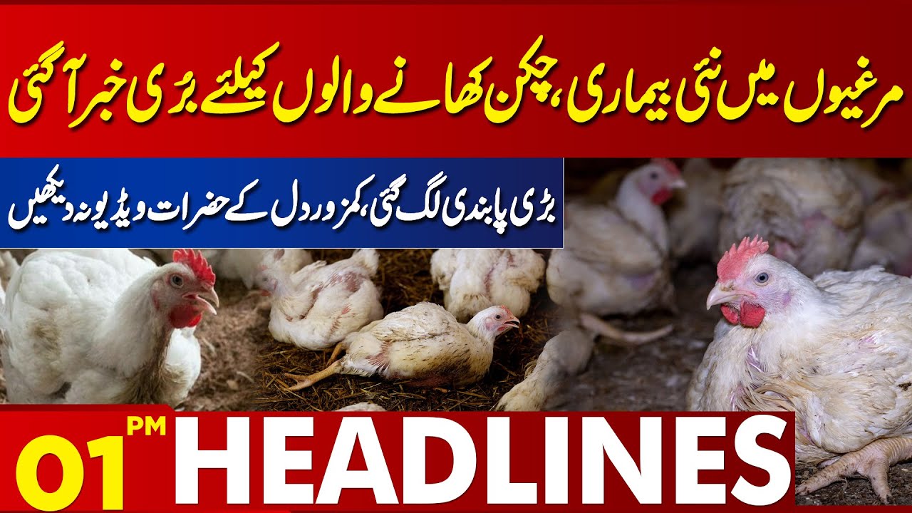 New disease in chickens, bad news for chicken eaters | Lahore News