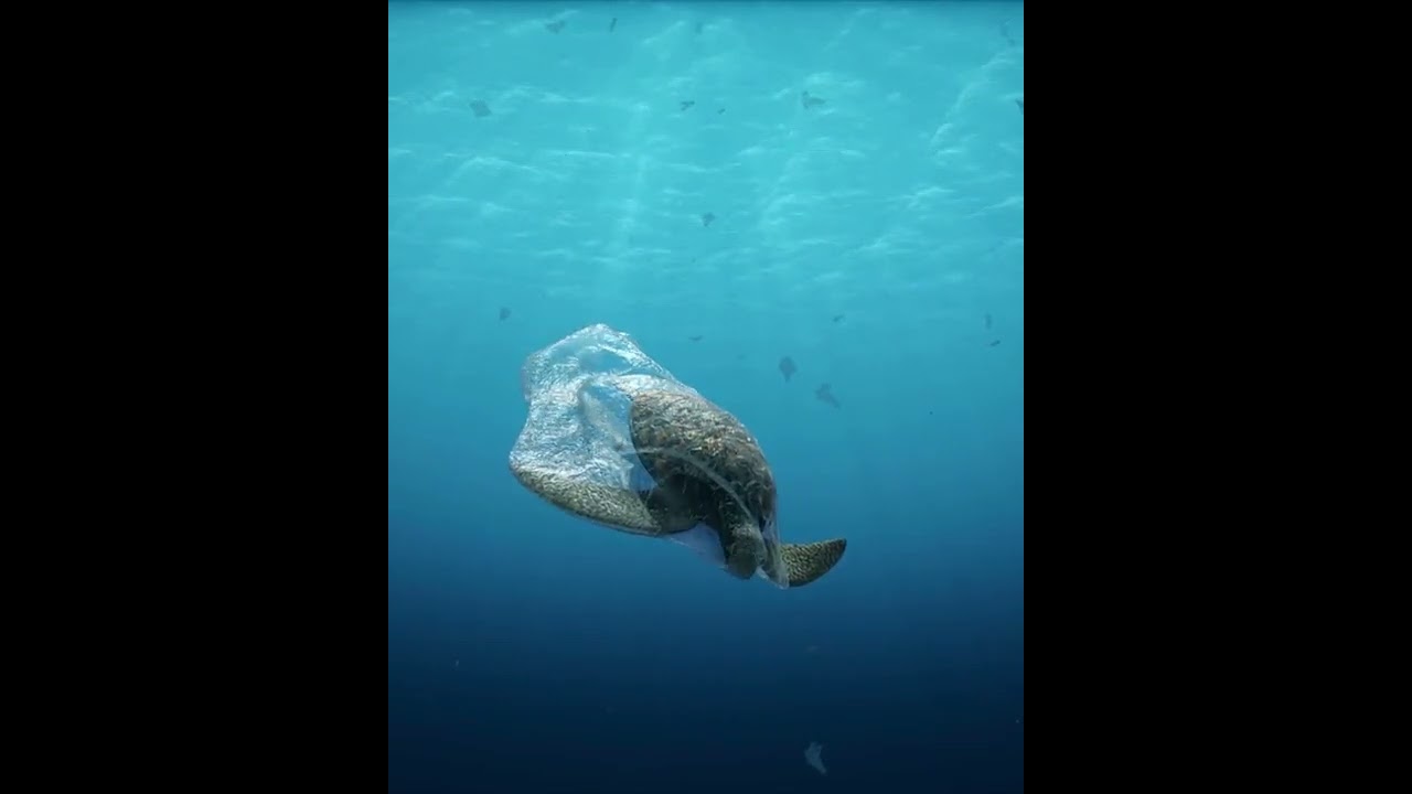 💔This is the cost of our plastic waste...