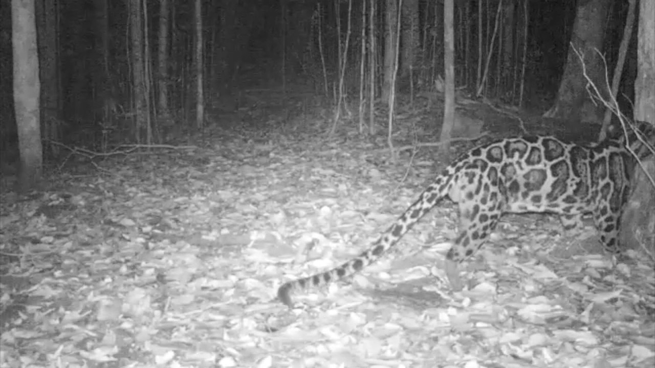 First Recording of Sunda Clouded Leopard Vocalization