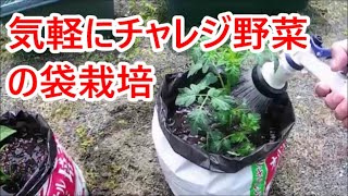 気軽にチャレンジ 野菜の袋栽培 シシトウ プチトマト 05 03 Youtube