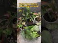 No plans, watering plants 🪴 #indoorplant #garden #plants
