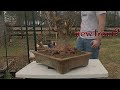 large trident maple bonsai Pt 2: root work and repot