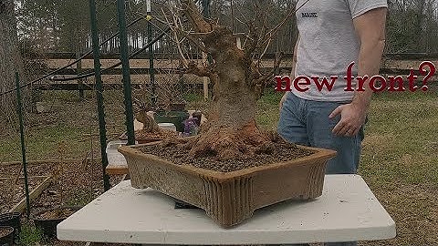 large trident maple bonsai Pt 2: root work and repot