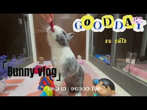 竹北兔子住宿-GOOD DAY是一家為兔子提供住宿服務的寵物旅館，位於新竹縣竹北。旅館設施乾淨、溫馨、舒適、獨立，是兔子寄宿推薦地方。可線上line預約快速便利。隨時都能預約-每天專人照片回報狀況
