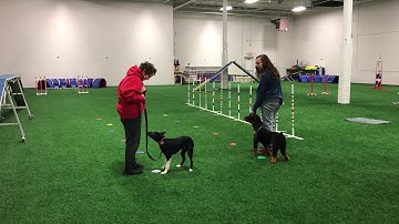 puppy learns the Superbowls Pattern Game!