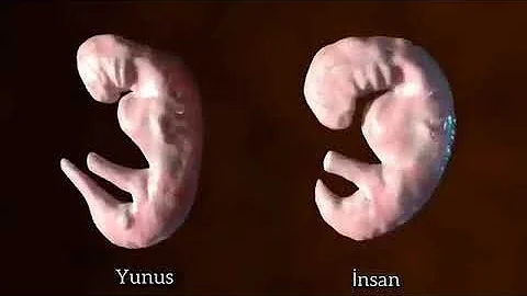 a dolphin and human embryo side by side