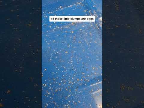 Video: Når legger bagworms egg?