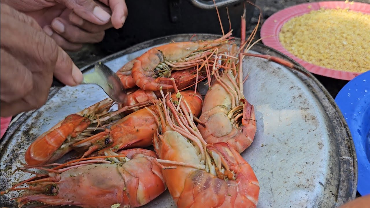 CAMARÕES GIGANTE. CENTENAS DE SIRIS COM CAMARÃO TIGRE E DA MALÁSIA.