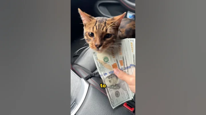 Video 11365841: bengal cat animals, funny bengal cat