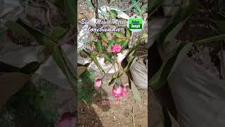 Floribunda Red Roses Bloom A Lot roses redroses flowers plantflowers