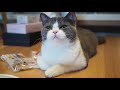 去勢後の猫が甘えん坊になって甘噛みしたまま離れなくなった