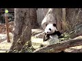 Precious prince bei bei fun in the sun12718