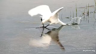 Mississippi River Flyway. Great Egret fishing - explore.org 05-17-2022