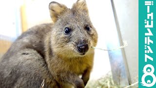 笑顔が可愛い クオッカが登場 埼玉県こども動物自然公園 休園中の動物園水族館 Youtube