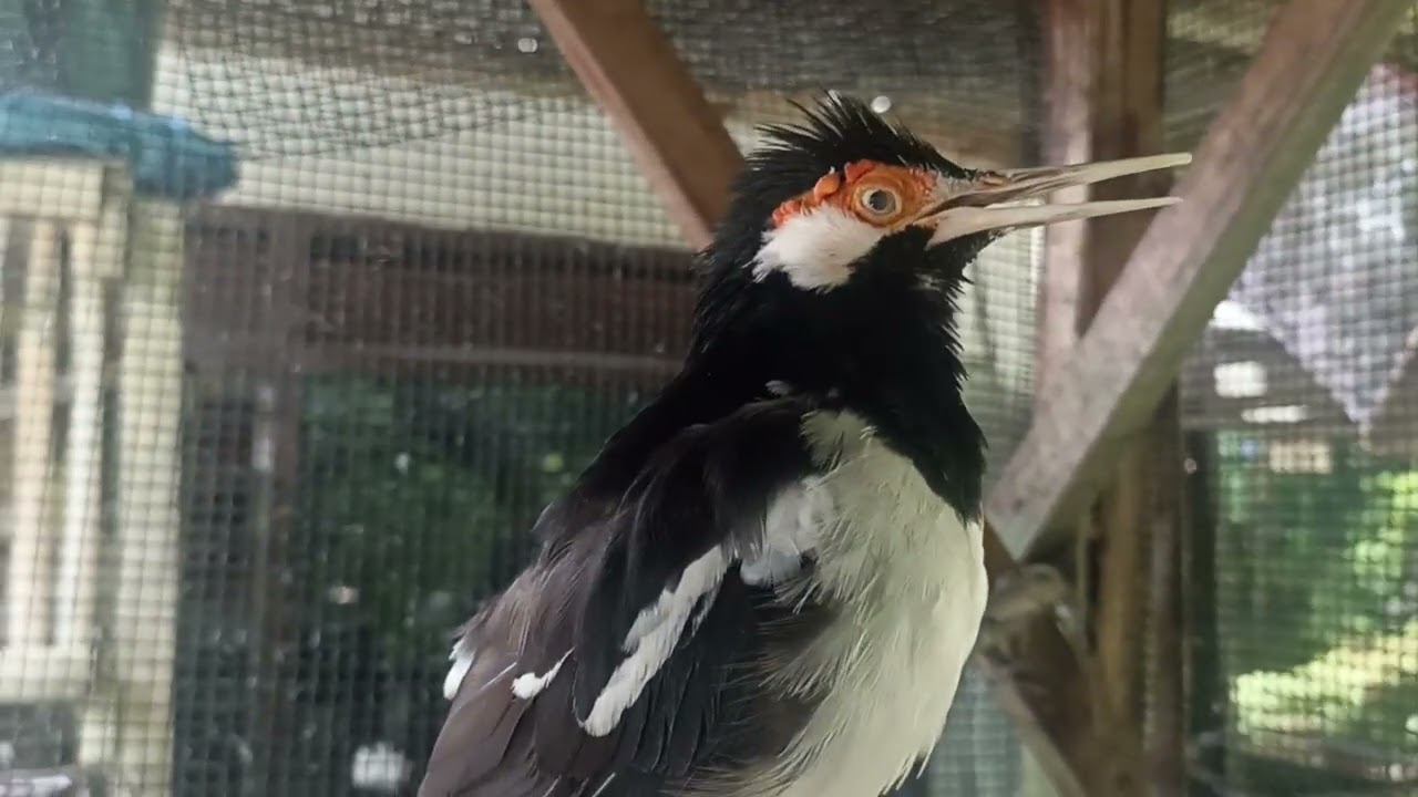 MELATIH MENTAL JALAK SUREN ‼️